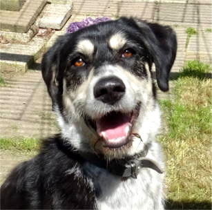 Sam aktiver Husky-Mix auf Abenteuersuche