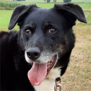 Sammy ein Senior mit Charakter