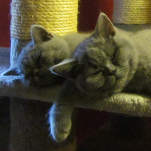 Stormy, Scottie, Archie und Tiffany