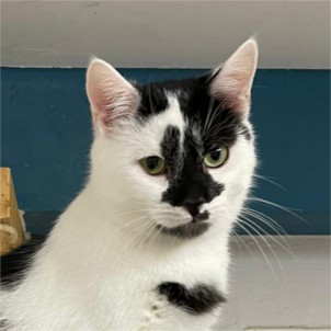 Socke – Dauerpflegestelle gesucht