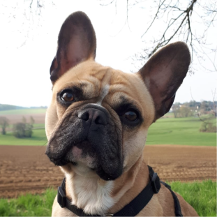 Spike – Vermittlungshilfe