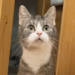 Stella