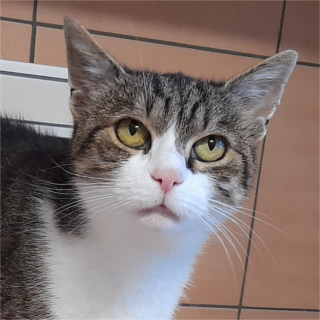 Susi