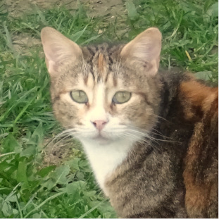 Suzi