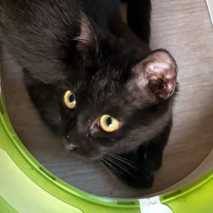 Schwarze Mini‑Rasselbande