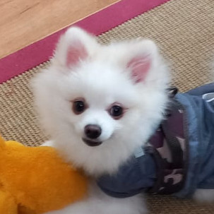 Teddy