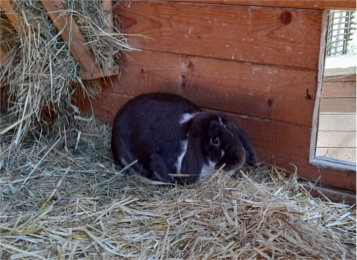 Siggi